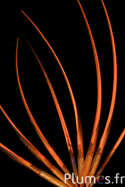 Dindon rachis - 25-35 cm - orange